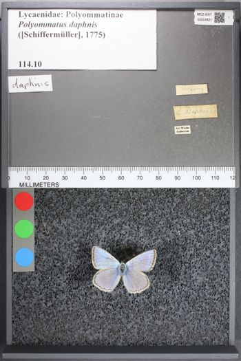 Media type: image;   Entomology 53821